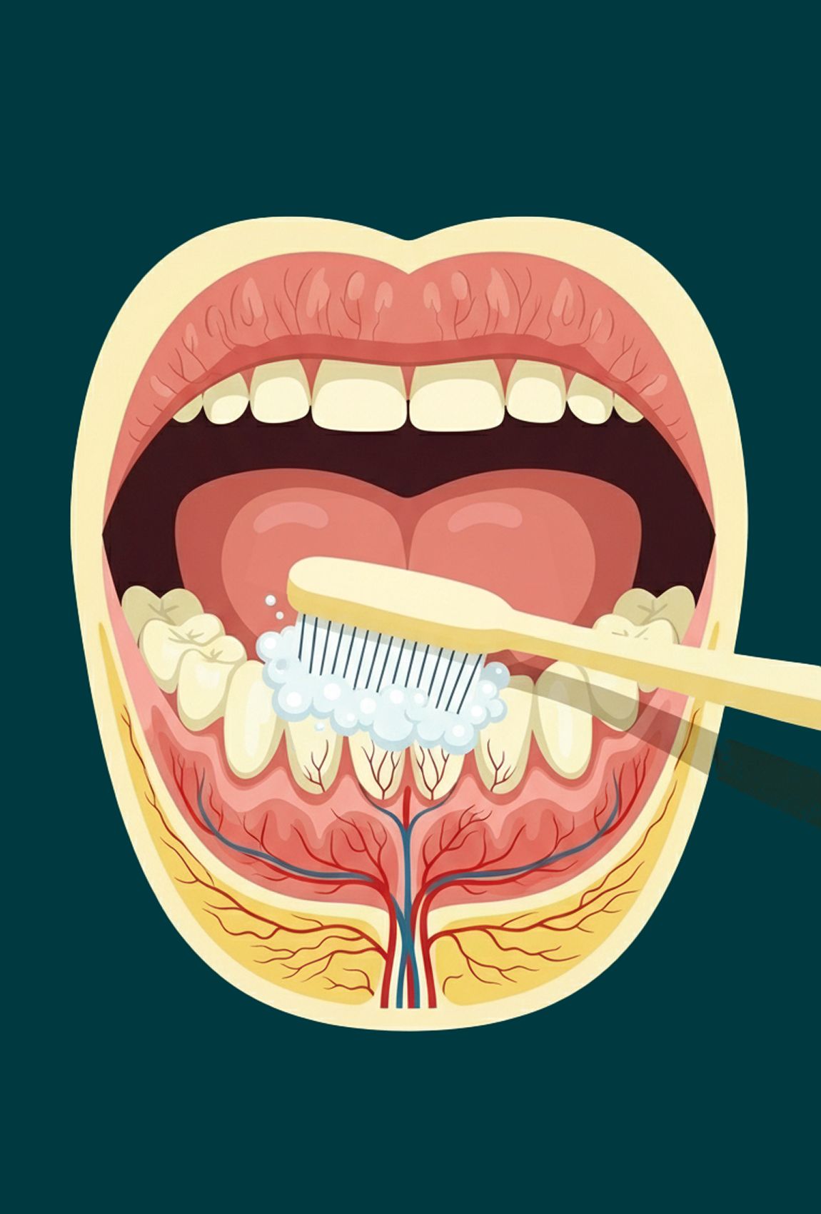 Illustration of an open mouth showing the gums, cheeks and the tissue under the tongue