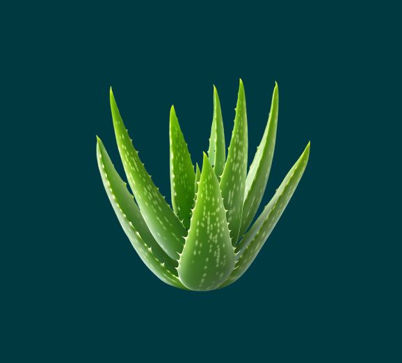Fresh aloe vera leaves