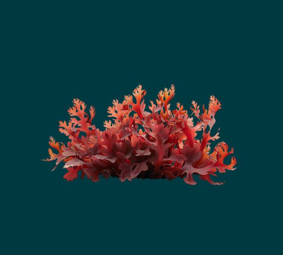 Red Irish moss seaweed