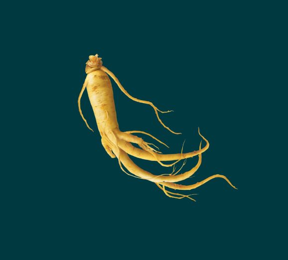 Panax ginseng root