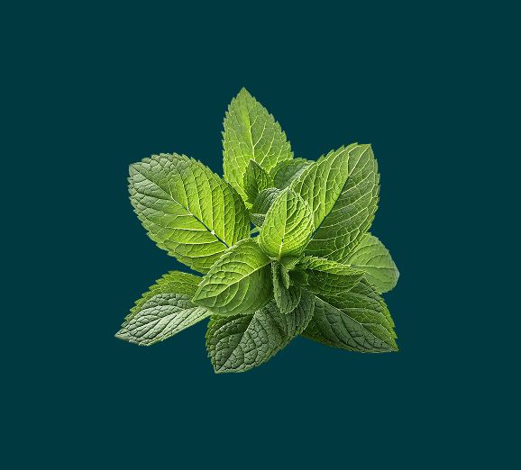 Fresh mint leaves